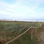 Strandflieder 203