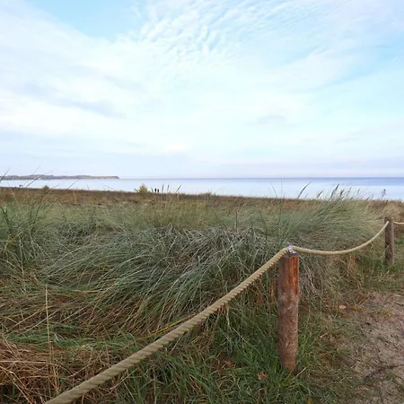 Strandflieder 203